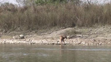 Chitwan Ulusal Parkı 'ndaki nehir kıyısında bir geyik..