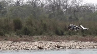 Küçük bir bar sürüsünün yavaş çekim videosu nehrin üzerinde uçan kaz sürüsü..