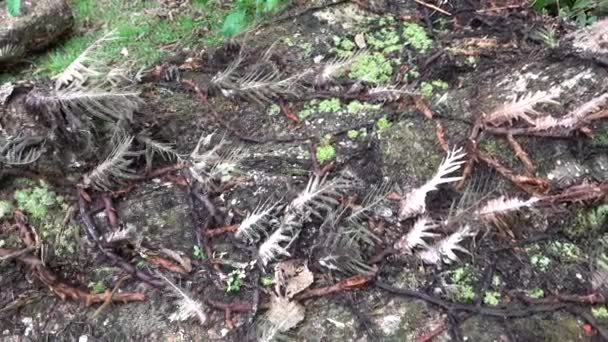 Fundo Líquen Uma Árvore Fazendo Uma Bela Camuflagem — Vídeo de Stock