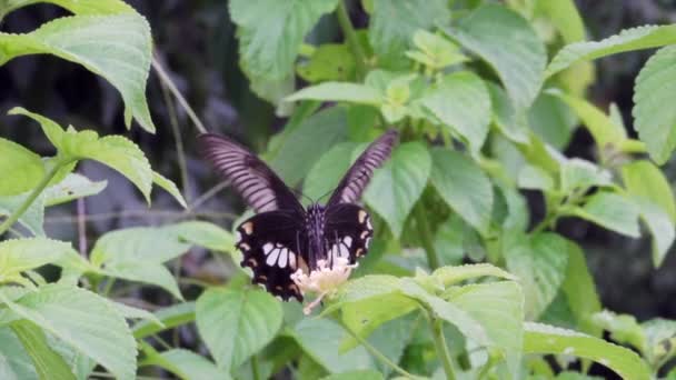 Mariposa en la flor de cámara lenta — Vídeo de stock