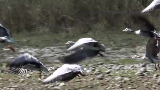 ネパールのチトワン国立公園の川岸から飛び立ったガチョウの群れ — ストック動画