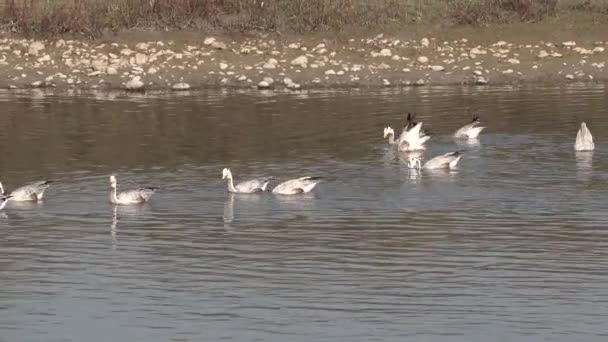 공원에 강에서 거위들 먹이를 수영을 펼쳐져 — 비디오