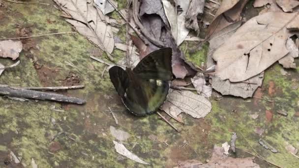 Butterfly on the Ground — Stock Video