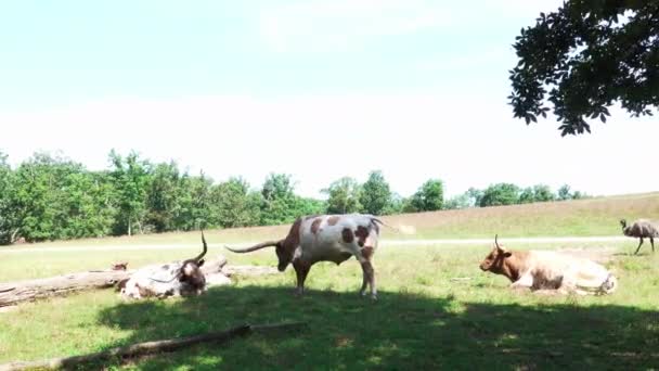 Ganado en el pasto — Vídeo de stock