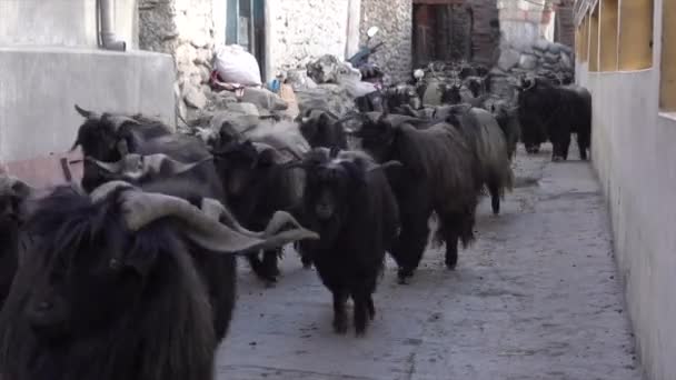 Una Manada Cabras Pequeño Camino Pueblo Las Montañas Del Himalaya — Vídeo de stock