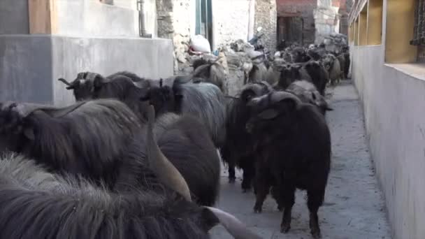 ネパールのヒマラヤ山脈の村の小さな道路上のヤギの群れ — ストック動画