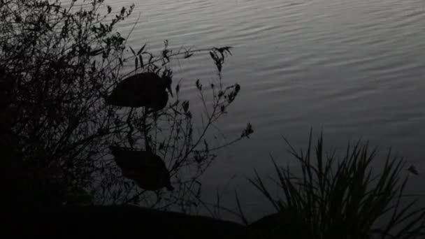Garza Pesca por la noche — Vídeo de stock