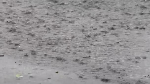 Pluie abondante dans la flaque — Video