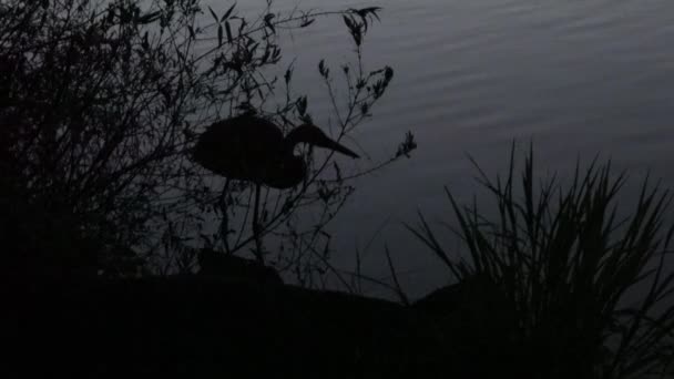 Garza Pesca por la noche — Vídeo de stock