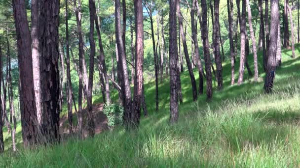 Herbes Agitant Dans Brise Dans Forêt — Video