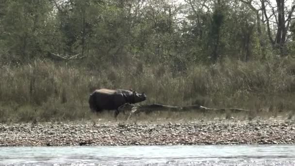 Rinoceronte Cornuto Piedi Sulla Riva Fiume Nel Parco Nazionale Chitwan — Video Stock