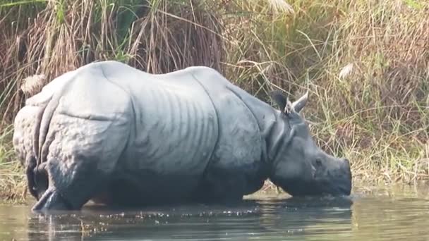 Alimentación de rinoceronte con cuernos — Vídeo de stock