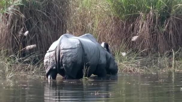 Un rinoceronte con cuernos alimentándose en el agua — Vídeo de stock