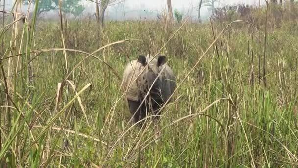 Um rinoceronte com chifres do Nepal — Vídeo de Stock