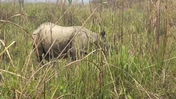 En noshörning i Nepal Gräsmarker — Stockvideo