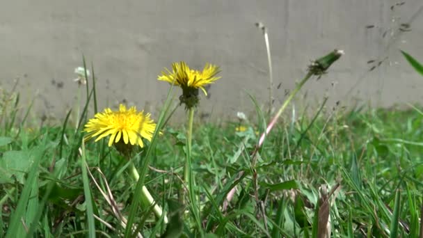 Einige Löwenzahnblüten Wehen Der Kleinen Brise Freien — Stockvideo