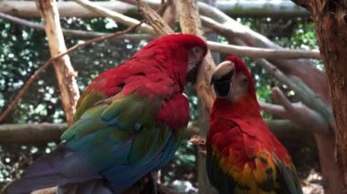 Macaws Hayvanat Bahçesinde Oynuyor