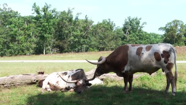 Longhorned Nötkreatur i betesmarken — Stockvideo