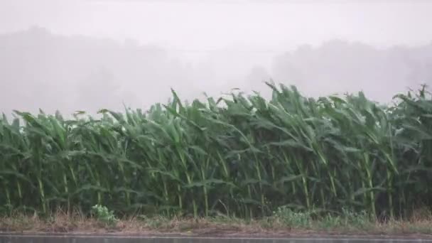 Tormenta de viento y lluvia — Vídeo de stock