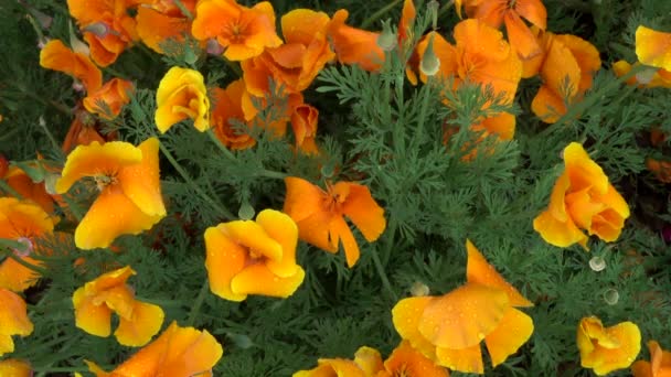 Some Beautiful Orange Poppies Blowing Breeze — Stock Video