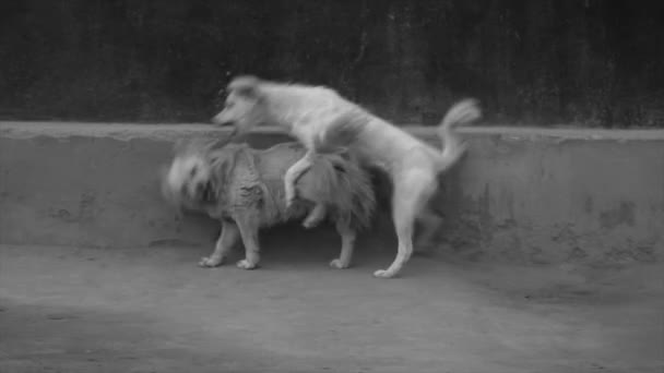 Twee Honden Genieten Van Tijd Samen Buitenlucht — Stockvideo