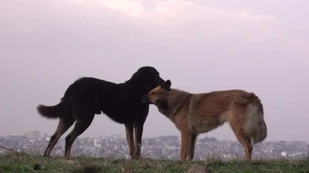 Δύο Σκυλιά Απολαμβάνουν Χρόνο Μαζί Στην Ύπαιθρο — Αρχείο Βίντεο