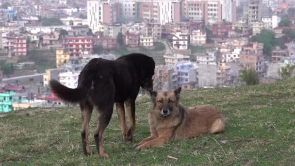 Dwa Psy Bawiące Się Razem Świeżym Powietrzu — Wideo stockowe