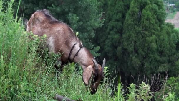 Chèvre mangeant de l'herbe — Video