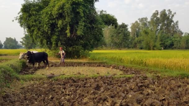 Hombre arando un campo con bueyes — Vídeo de stock