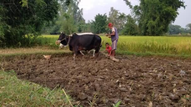 Man som arbetar i fält med Oxen — Stockvideo