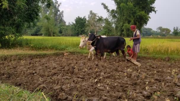 Man och pojke arbetar i fält med Oxen — Stockvideo