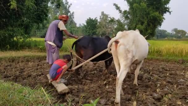 Uomo e ragazzo che lavorano sul campo — Video Stock