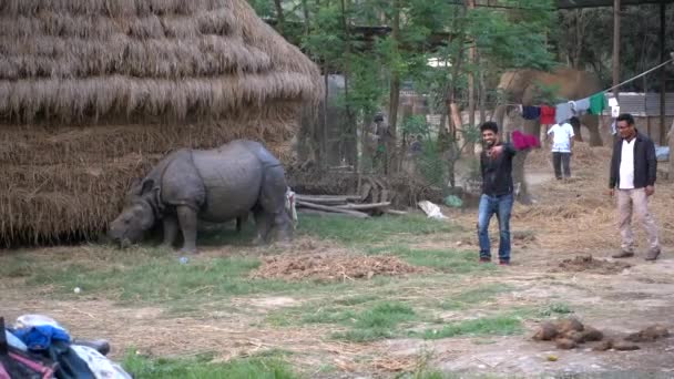 Touristen machen Selfies mit einem Nashorn — Stockvideo