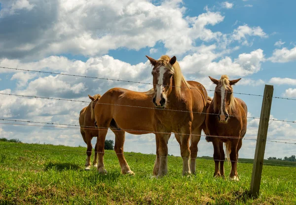 一些在牧场里干活的马从铁丝网栅栏里往外看 — 图库照片