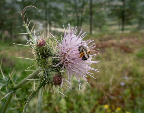 Eine Kleine Helle Biene Auf Einer Lila Distelblume — Stockfoto