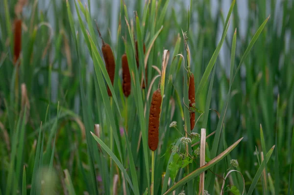 Szépség Marhák Vagy Bulrushes Víz Szélén — Stock Fotó