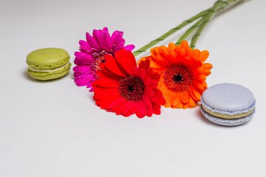 izole macaron beyaz renkli çiçekler