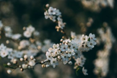 renkli bahar zaman kiraz çiçeği