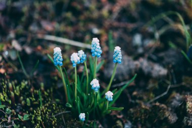 Spring flowering Muscari Valerie Finnis 