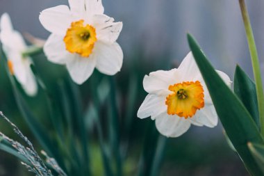 Erken Bahar çiçeği renkli Primrose