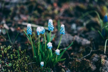 Spring flowering Muscari Valerie Finnis 