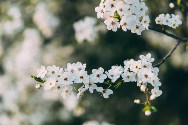 stock image colorful spring time cherry blossom