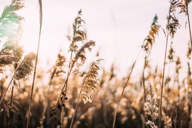 sonbahar günbatımı üzerinde iyi bir kamış