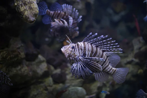 Lionfish. Poisonous and predatory fish.