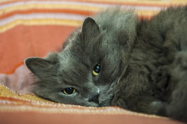 Kanepe dinlenme kedi