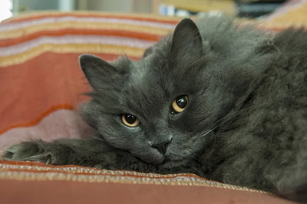 Kot relaksujący w kanapie — Zdjęcie stockowe