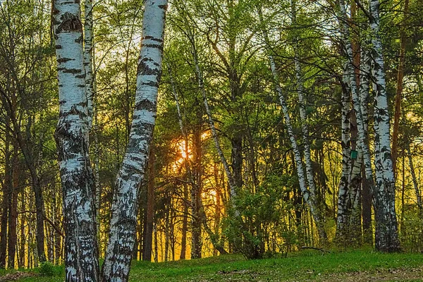 Batan güneşin, orman ve huş ağacı