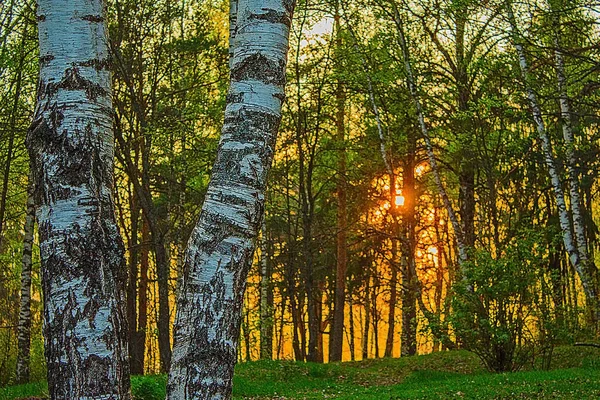 Die untergehende Sonne, der Wald und die Birke — Stockfoto