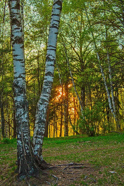 O pôr-do-sol, a floresta e o vidoeiro — Fotografia de Stock