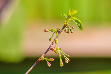 Çiçek tomurcukları ile kiraz Şubesi